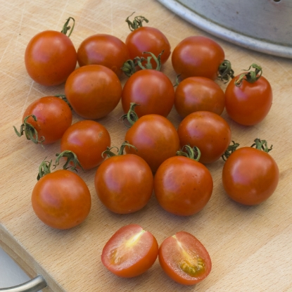 Picture of Organic Tomatoes Koralik